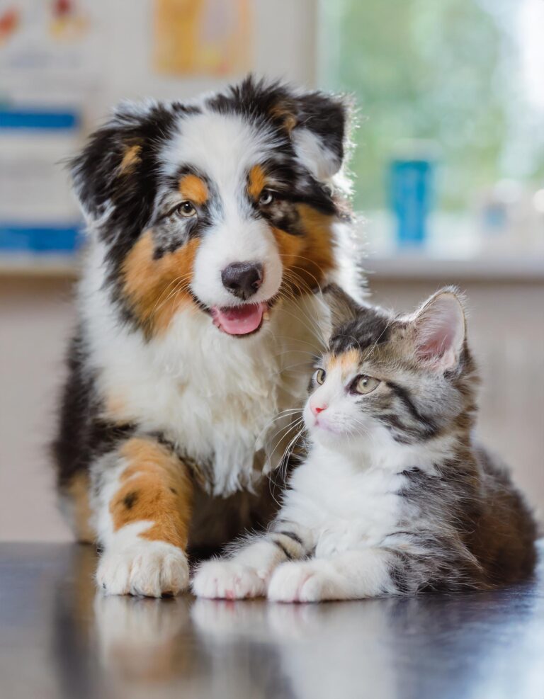 Veterinario de perros y gatos